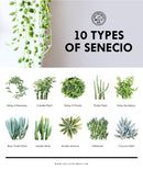 10 types of succulents are shown in this poster