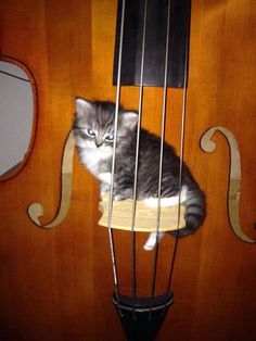 a gray and white cat sitting on top of a violin