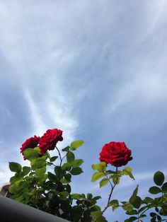 two red roses are in the foreground with blue sky and clouds behind them on a sunny day