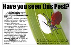 a red beetle sitting on top of a green leaf next to an article about pests