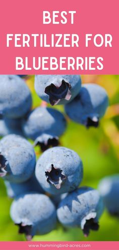 blueberries with the words best fertilizer for blueberries