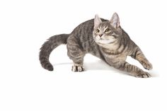 a grey and white cat standing on its hind legs