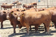 a herd of brown cows standing next to each other in a fenced off area