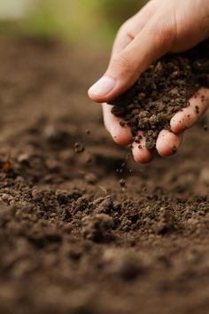 a person holding dirt in their hands