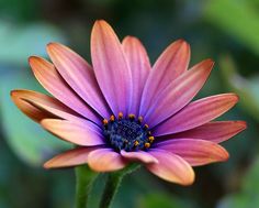 an orange and pink flower with green leaves in the background