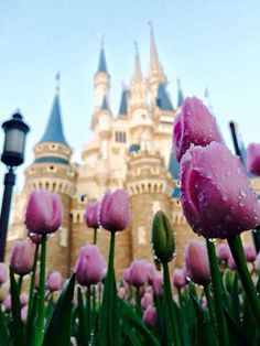 pink tulips in front of a castle with water droplets on it's petals