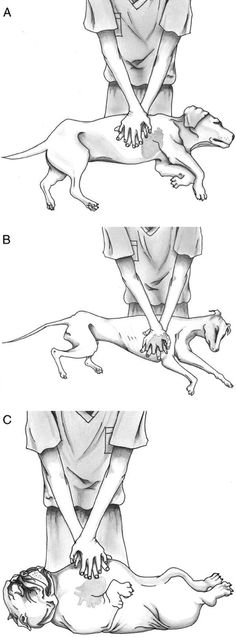 three different stages of the procedure for dogs to use their hands and feet, with one being