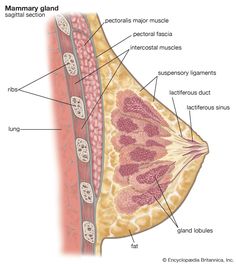 the anatomy of the female breast