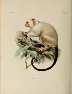 a monkey sitting on top of a tree branch with green leaves around its neck and tail