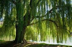 a large tree sitting next to a body of water under a green leafy tree