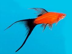 an orange and black fish floating on top of blue water