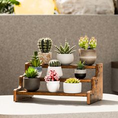 several potted plants are arranged on a wooden stand