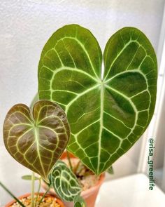 Leaves of Anthurium Clarinervium that are very healthy and attractive Anthurium Clarinervium, Tropical Vibes, Green Colour, Urban Jungle, Deep Green