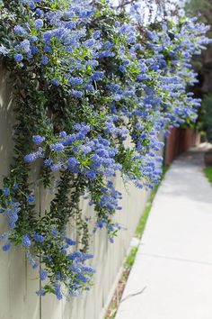 blue flowers growing on the side of a white wall next to a sidewalk in front of a house