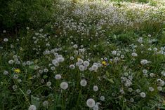 a field with lots of white flowers in the middle of it and grass growing all around