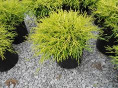 several black pots filled with green plants on top of gravel