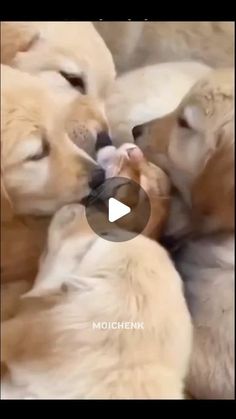 several puppies are playing with each other