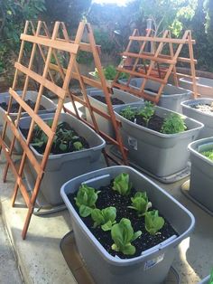 there are many potted plants on the ground in this garden area with wooden trelliss attached to each planter