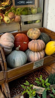 pumpkins and squash in wooden crates on display