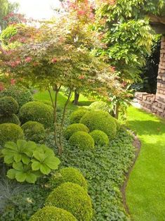 a garden with lots of green plants and trees