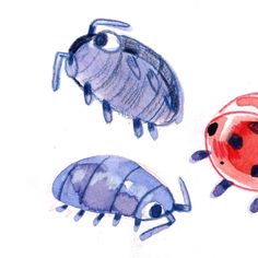 three watercolor drawings of bugs and ladybugs