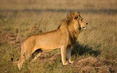 a lion standing on top of a grass covered field