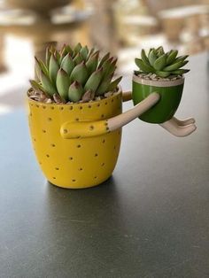 two succulents in yellow pots with handles are sitting on a counter top