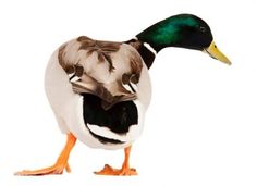 the duck is standing on one leg and looking at something in its mouth, with his head turned to the side