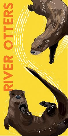 two otters are swimming in the water