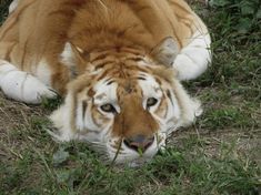 a tiger laying down in the grass with its head on it's back and eyes open