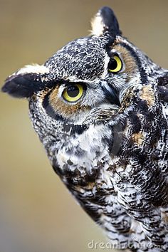 an owl with yellow eyes is looking at the camera while standing in front of a blurry background