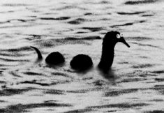 two black birds floating in the water near eachother's head and neck