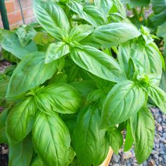 a potted basil plant with green leaves in the ground next to a brick wall