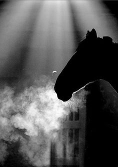 black and white photograph of a horse's head with light coming from behind it