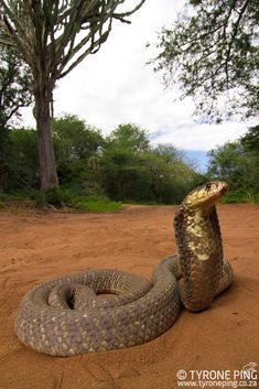 a large brown snake with it's mouth open on the ground next to a tree