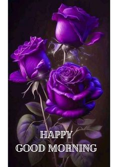 two purple roses with the words happy good morning