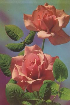 two pink roses with green leaves against a blue sky