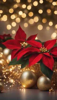 poinsettia and gold ornaments with lights in the background