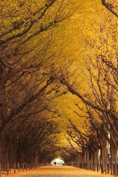 an empty road lined with trees in the fall