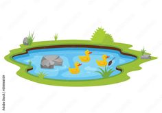 ducks are swimming in the pond with rocks