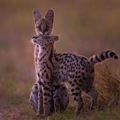 a couple of cats standing on top of a grass covered field next to each other