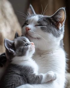 two kittens cuddle together on the couch, one is rubbing its head against the other