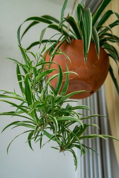 a potted plant hanging from the side of a wall