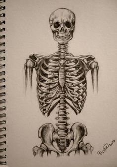 a drawing of a human skeleton with the lower body and upper limbs visible in black ink