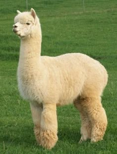 an alpaca standing in the middle of a grassy field