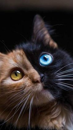 a close up of a cat with blue eyes