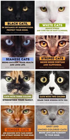 many different types of cats are shown in this poster