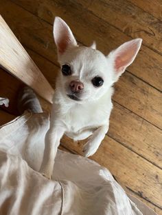 a small white dog standing on top of a bed next to a wooden floor and looking up at the camera