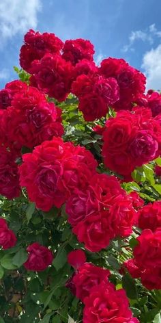 red roses are blooming in the sun on a sunny day