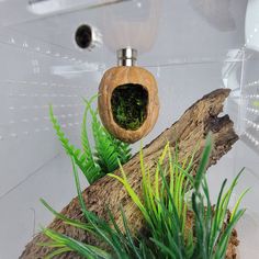 an aquarium with plants and rocks in it